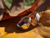 hochzeit_elisabeth__alexander_22-10-11_040_basisoptimiertes-bild