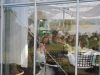 Hochzeit feiern im Gewächshaus Nürnberg